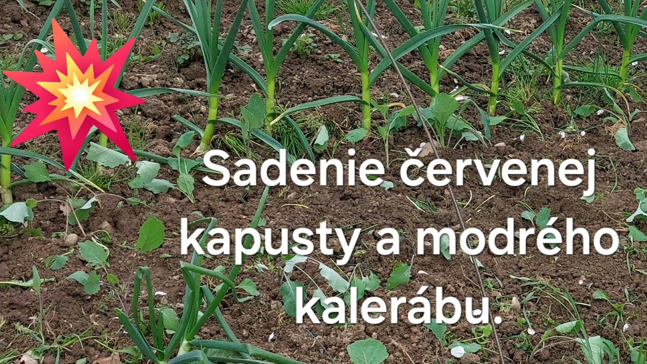 Sadenie červenej kapusty a modrého kalerábu. 26. apríla 2024.