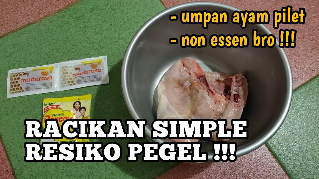 UMPAN PILET AYAM KEJAR-KEJARAN TOTAL BRO !!!