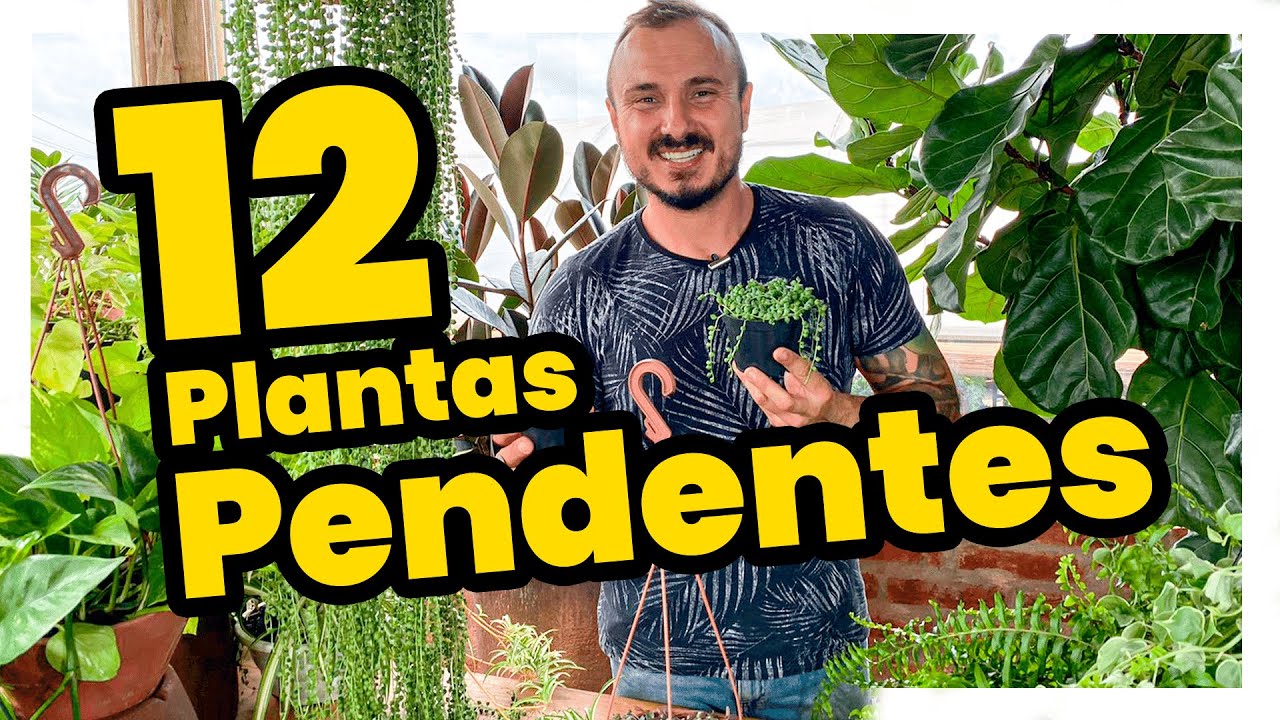 12 PLANTAS PENDENTES PARA SUA CASA