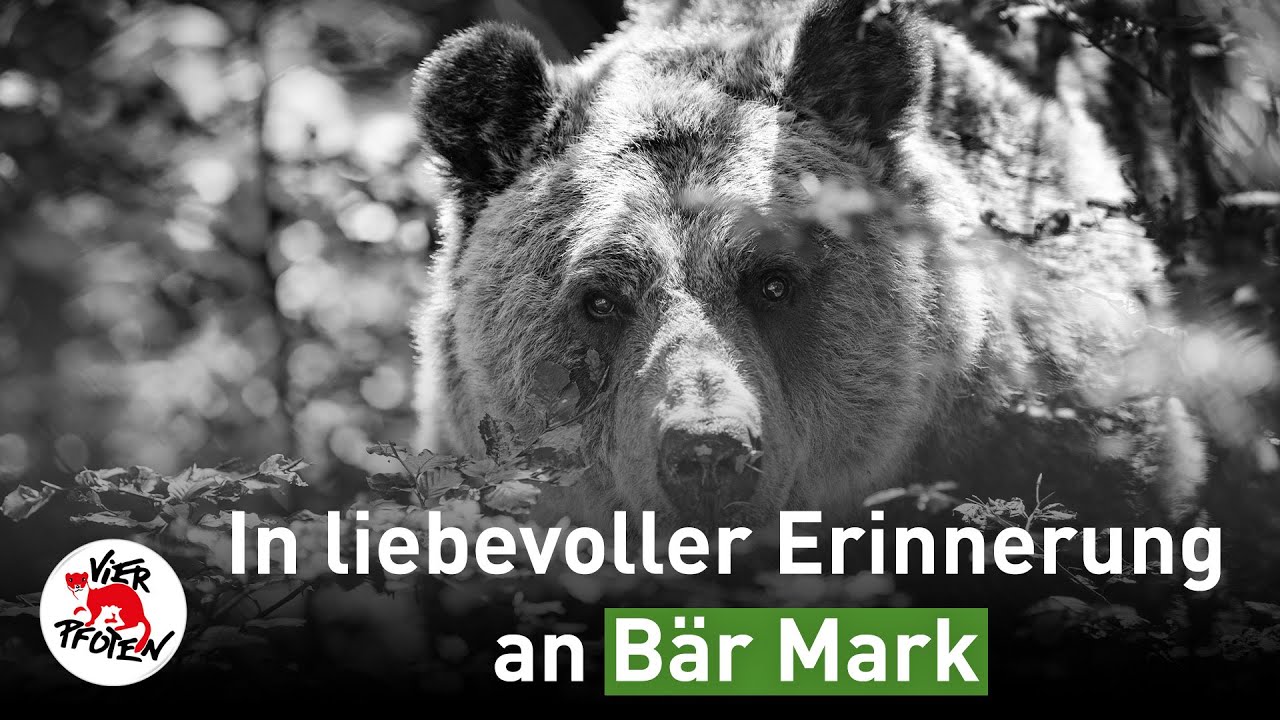 In liebevoller Erinnerung an Bär Mark 🐻🤍 | VIER PFOTEN
