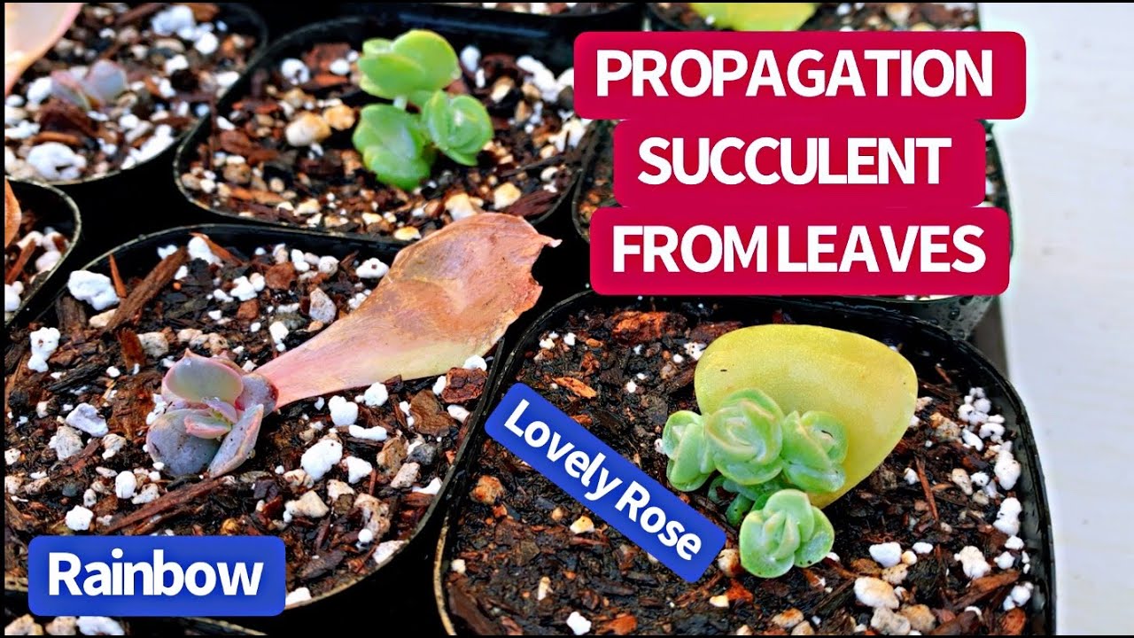 #347 PROPAGATION SUCCULENTS FROM LEAVES | NHÂN GIỐNG SEN ĐÁ BẰNG LÁ | Nhân giống Hoa Hồng Hà Lan