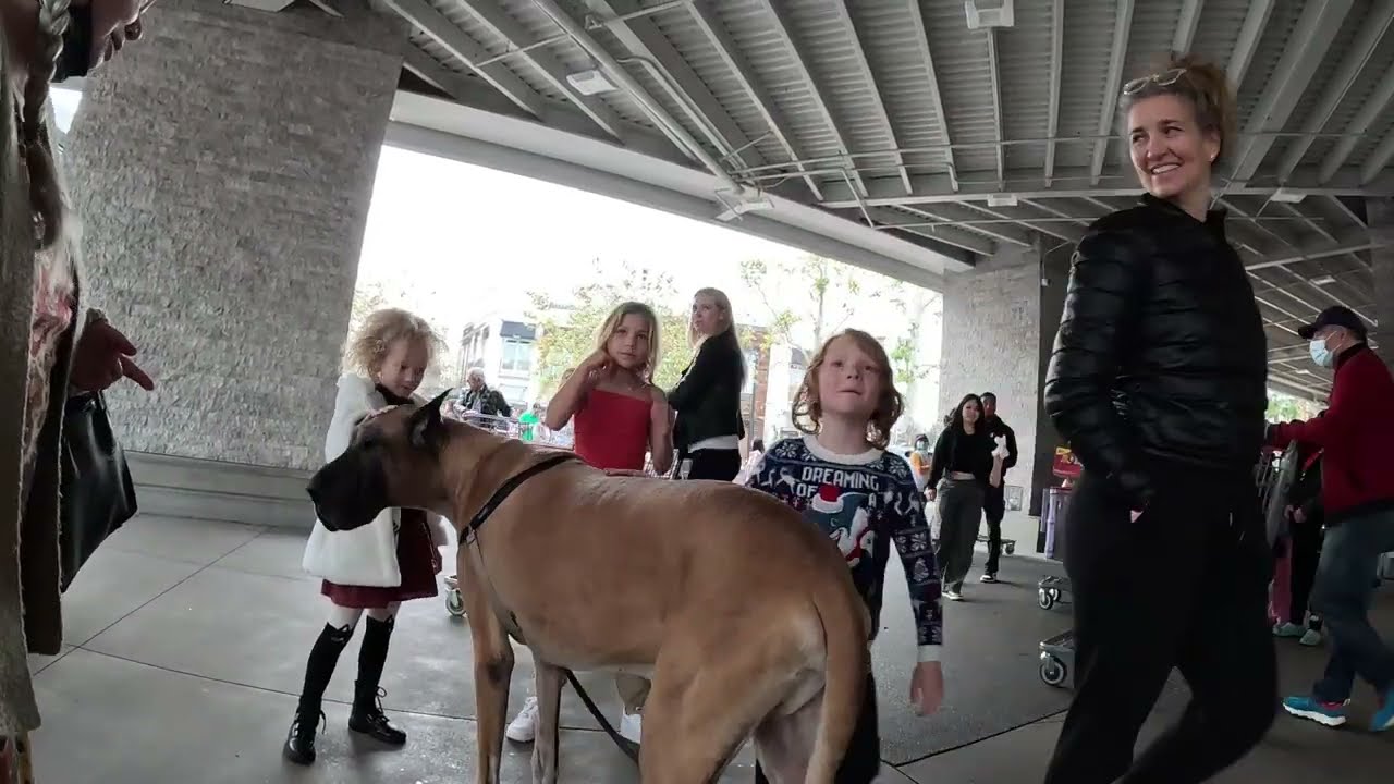 Cash 2.0 Great Dane at the Westfield outdoor mall 28