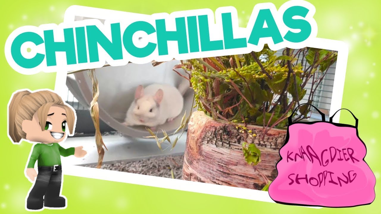 👝🐼 Chinchilla SHOPLOG en nieuwe kooiinrichting