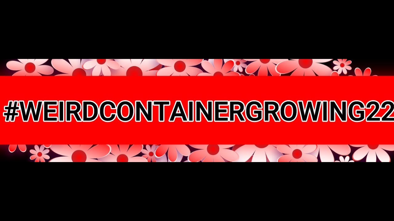 #WeirdContainerGrowing22  @GailsSouthernLiving #YouTubeTalkShow