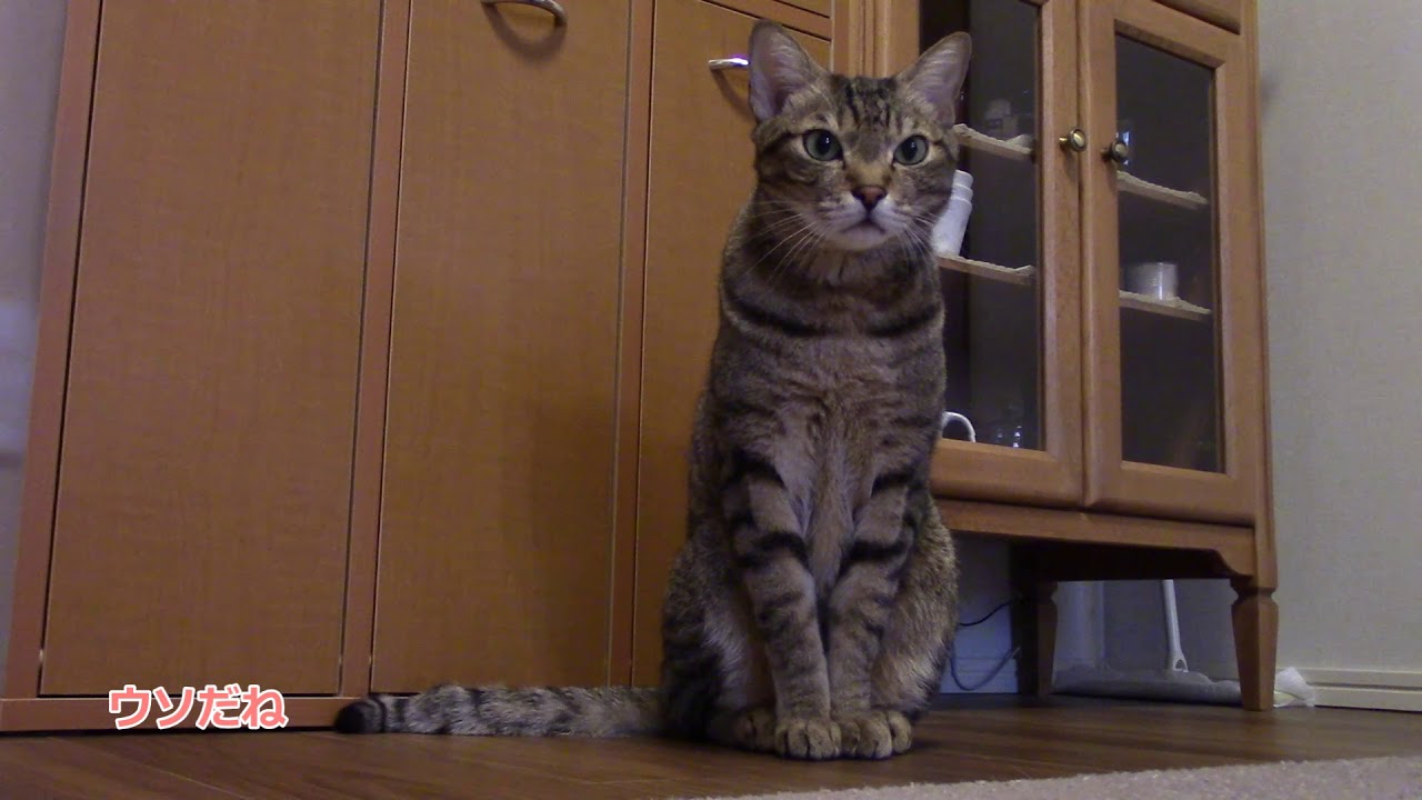 ゴハンの催促が早過ぎて怒られる猫