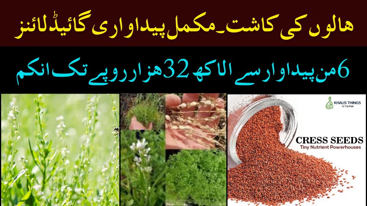 Garden Cress Farming Techniques | ہالوں کی کاشت۔مکمل پیداواری گائیڈ لائنز  | Cyber Agri Extension |