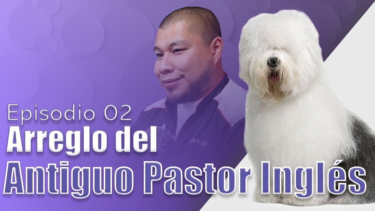 Arreglo de un ANTIGUO PASTOR INGLÉS por David Padilla | Maestros del Grooming | Episodio 02