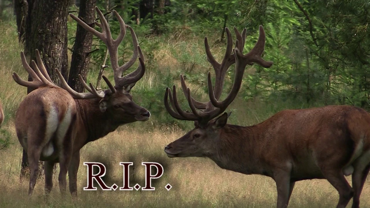 Aardhuis Herten, Veluwe movie