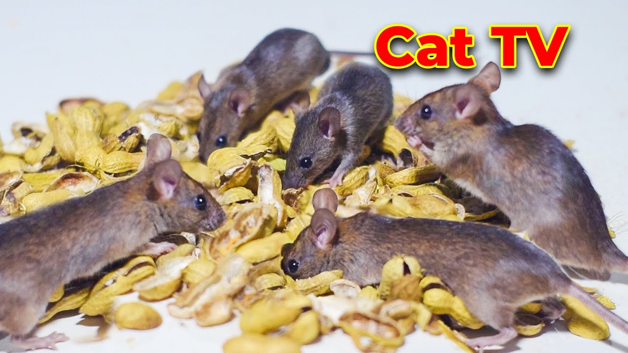 Videos for Cats to Watch Mouse! The Surprising Benefits of CAT TV for Feline Fun!