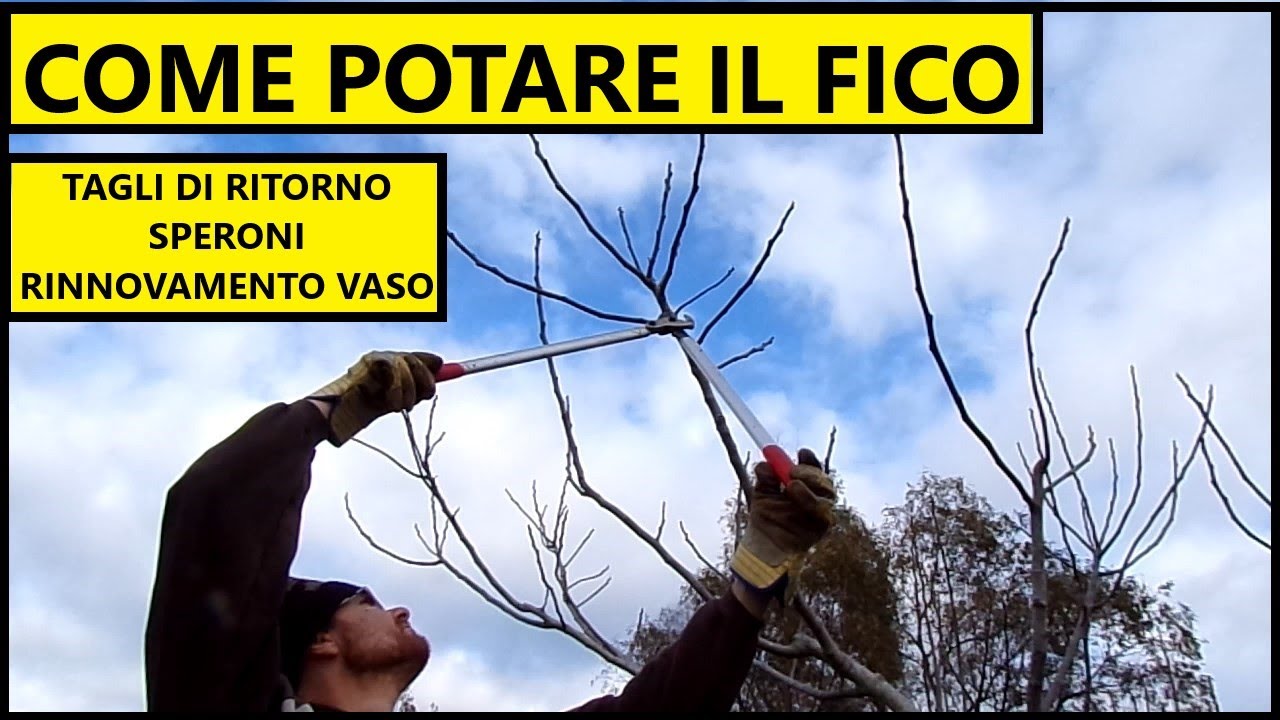 COME POTARE IL FICO: tagli di ritorno e rinnovo forma di allevamento a vaso | Tutorial Giardinaggio