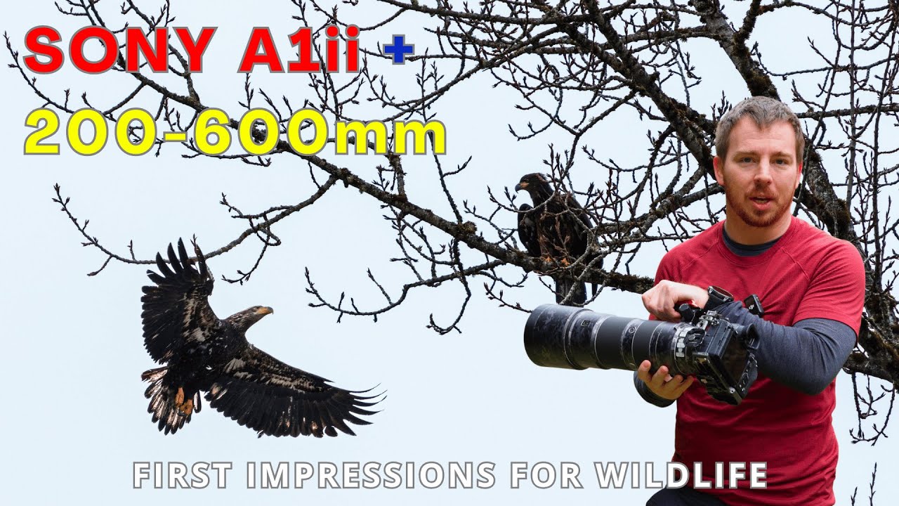 Photographing Juvenile Eagles with the Sony a1ii and 200-600mm