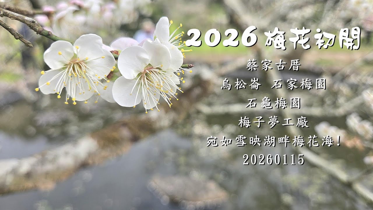 2026年1月15日 賞梅~蔡家古厝 烏松崙 石家梅園 石龜梅園 梅子夢工廠          宛如雪映湖畔梅花海!