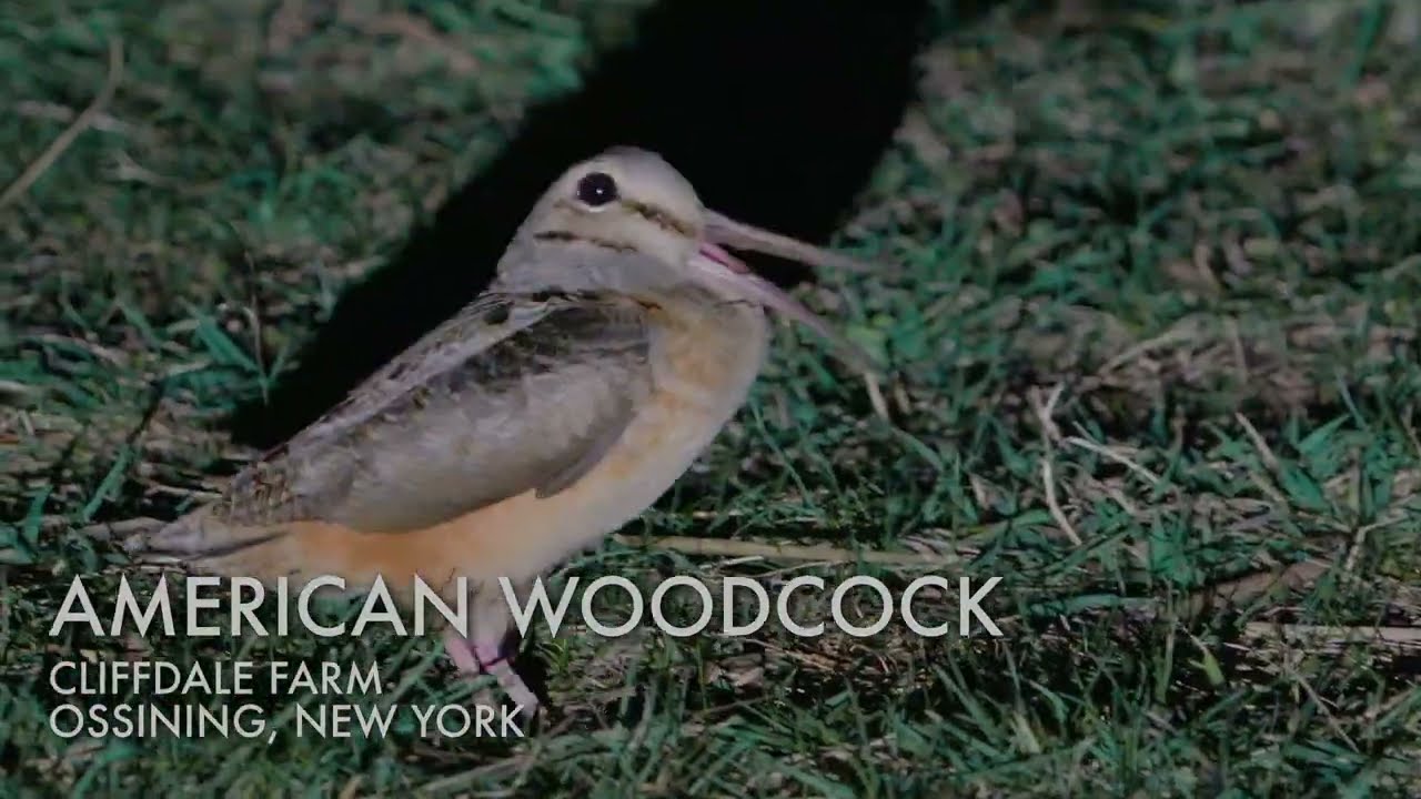 American Woodcock courtship display (PEENT!)