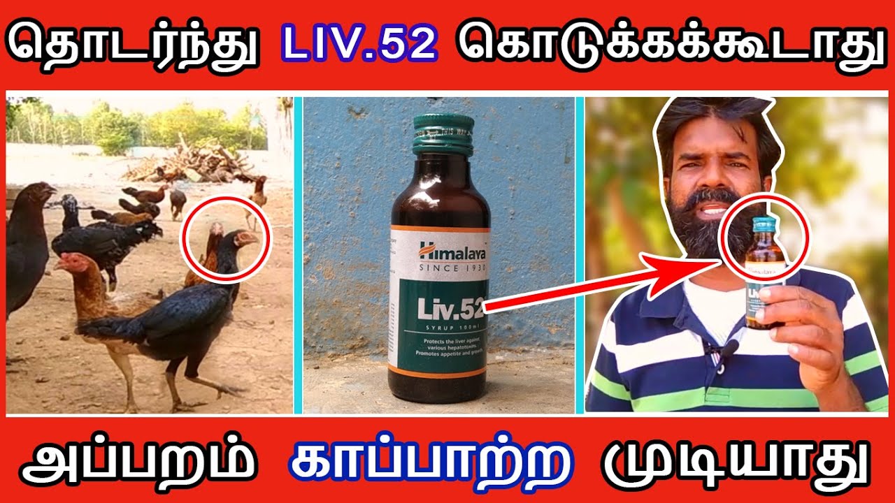 எதனால் கோழிகளுக்கு தொடர்ந்து LIV.52 ( LIVER TONIC ) கொடுக்கக்கூடாது | TAMIL | GUNA NATTUKOZHI PANNAI