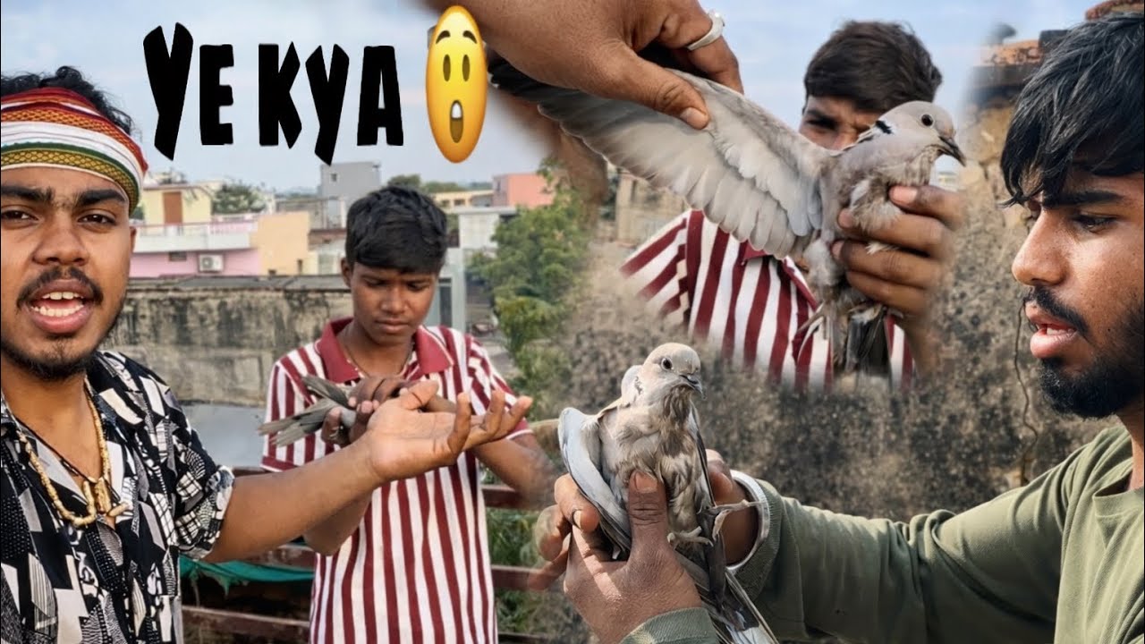 Dove 🕊️ pakad liya || rescue kr liya 😍