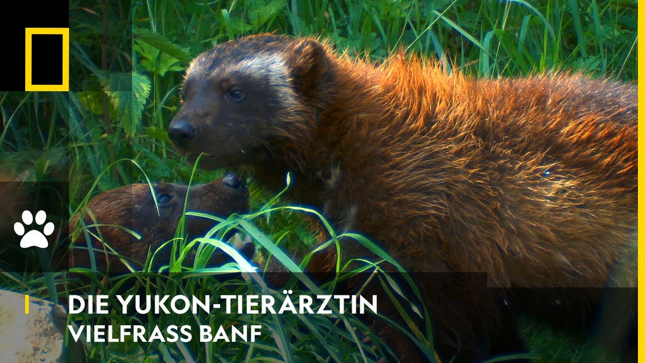 DIE YUKON-TIER&Auml;RZTIN - Vielfra&szlig; Banf | National Geographic