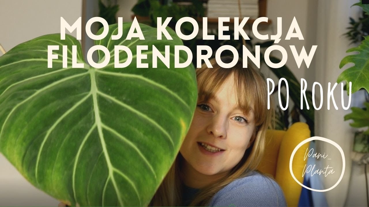 Kolekcja filodendronów (po roku)!