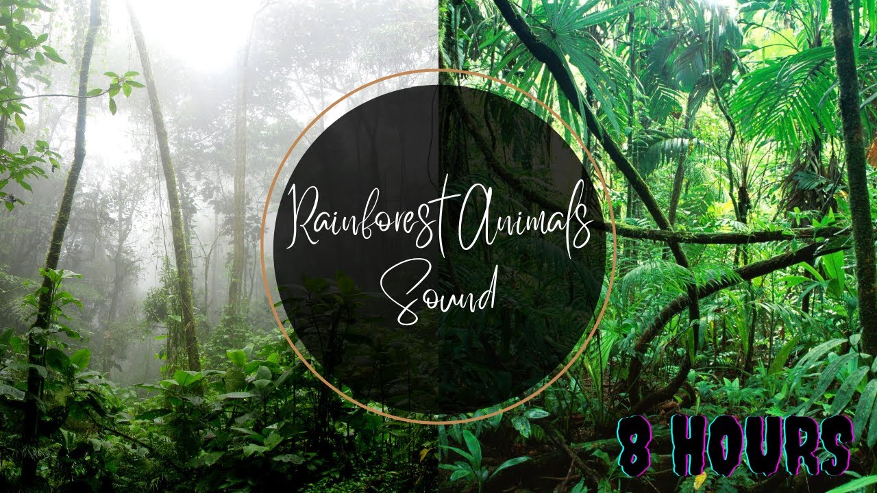 Rainforest Animals Sound - 8 Hours Relaxing Sleep #8HoursSleep