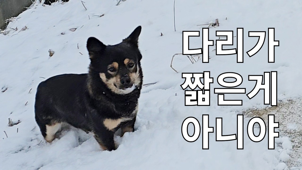눈이 많이 온 거지