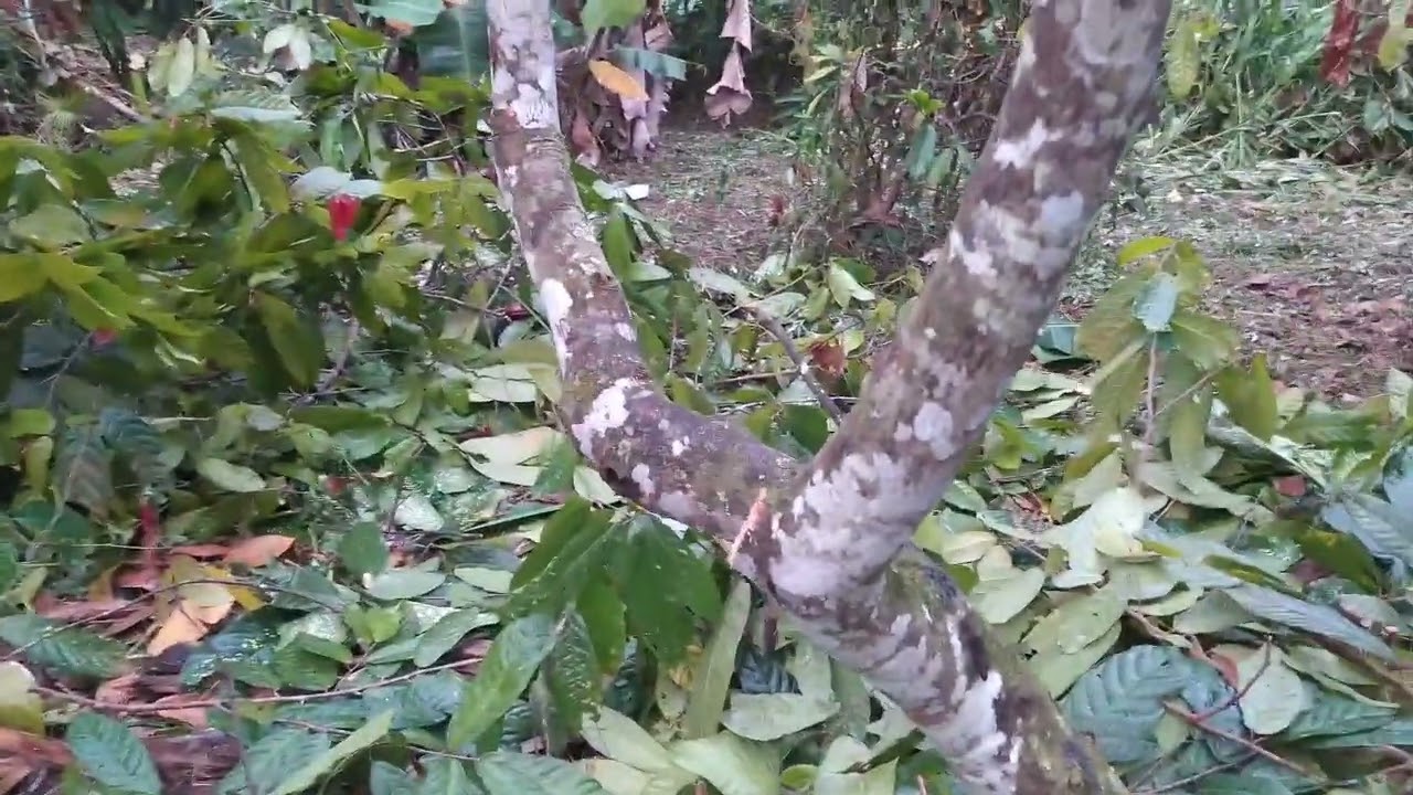 PODA RADICAL NO CACAUEIRO, QUANDO FAZER?