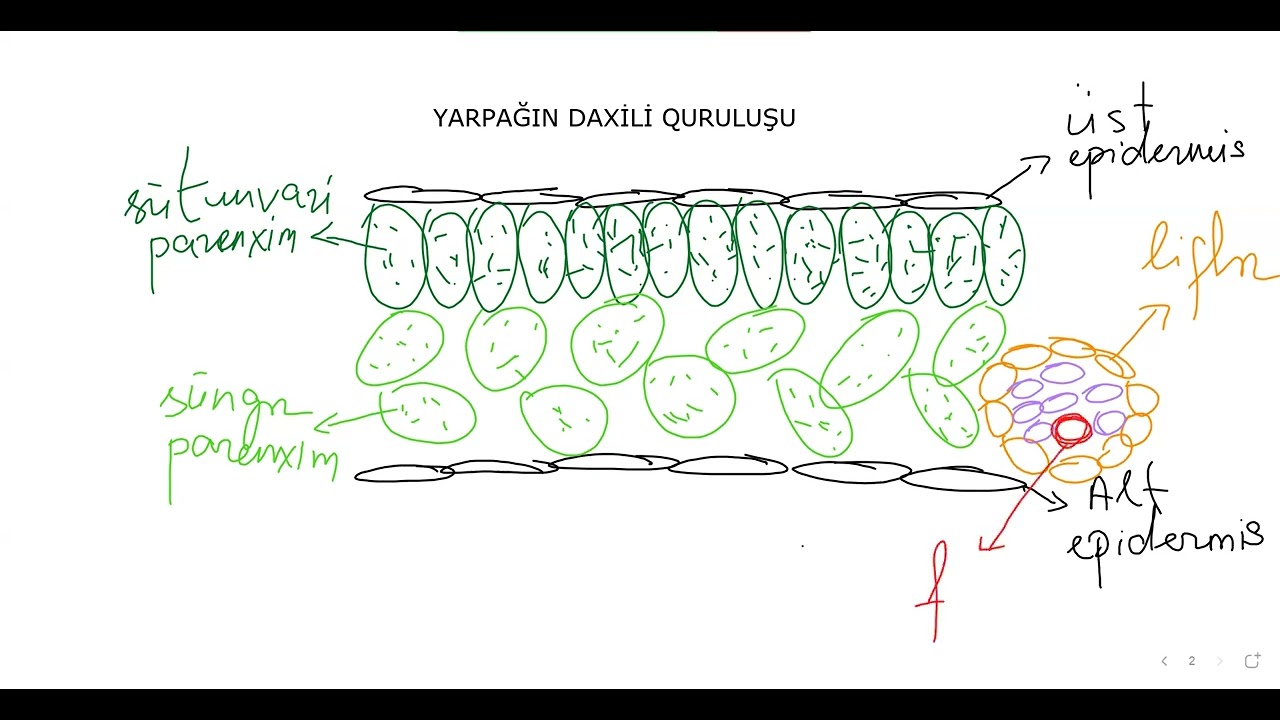vegetativ orqanlar 2. dərs izahı