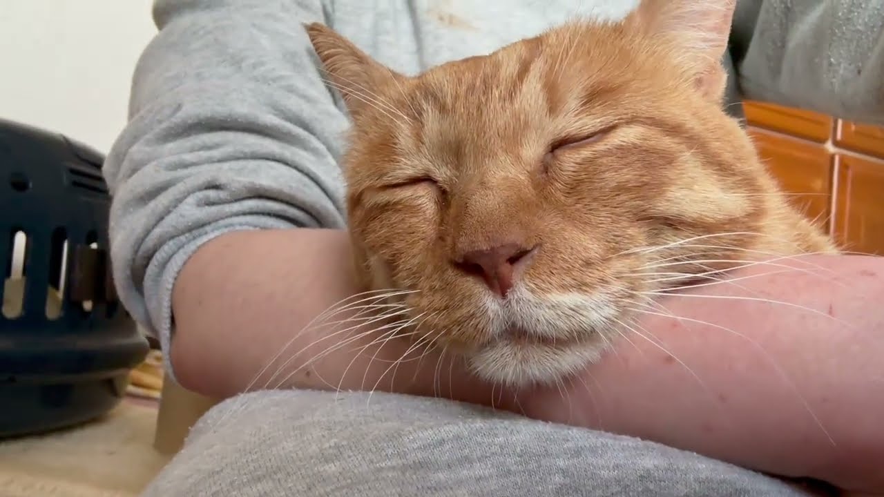 猫の認知症発症？から初いびき