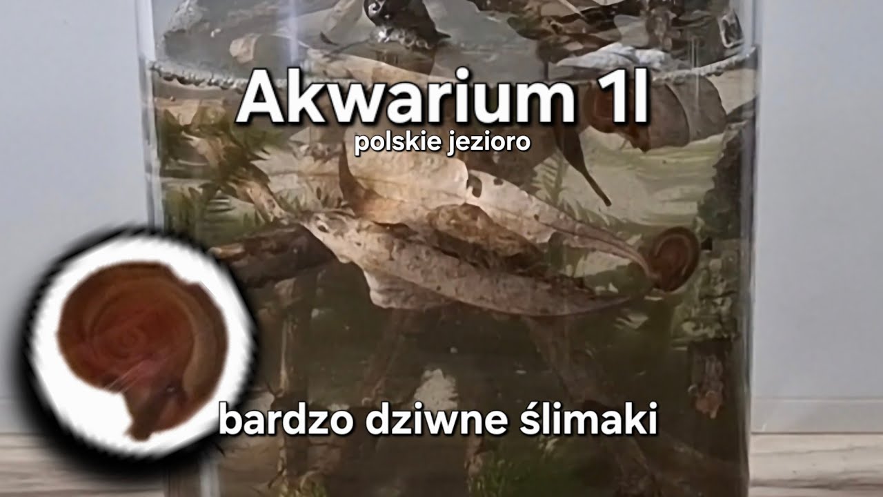Miniaturowy podwodny ekosystem Polskiego jeziora z dziwnymi ślimakami | 1l akwarium