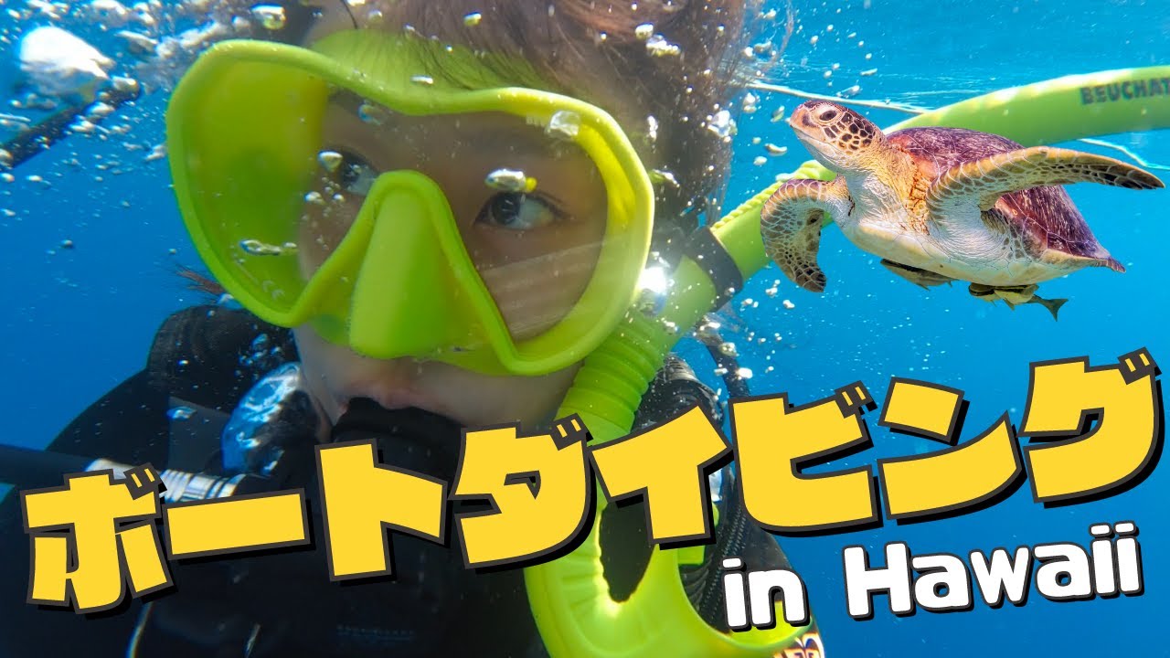 ハワイの沈船を巡るボートダイビング!! ウミガメ大接近! そしてまさかのあの大物に遭遇！？