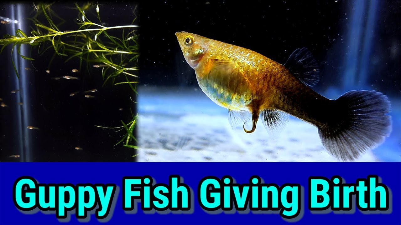 Guppy Fish Giving Birth | A Guppy Having Babies