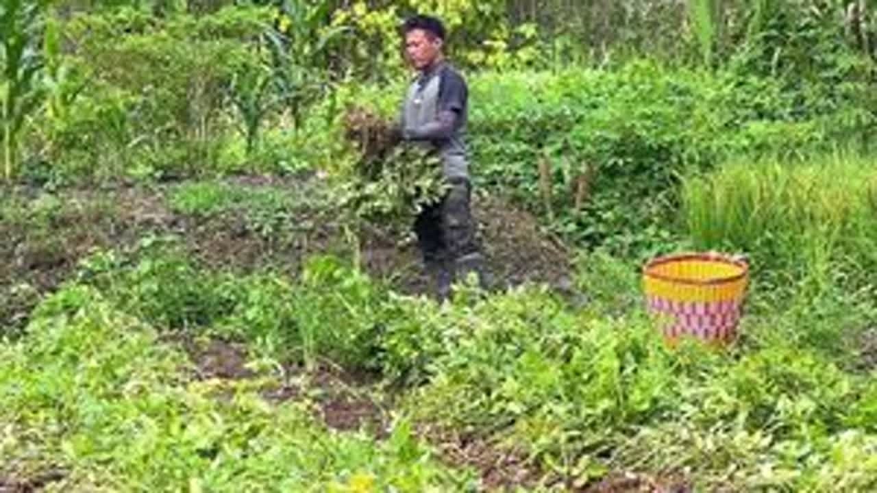 最近太忙，花生都没时间收，今天一个人用一天时间看能不能拔完？ #农村 #红衣花生 #农村小伙 #收成的季节 #我的乡村生活