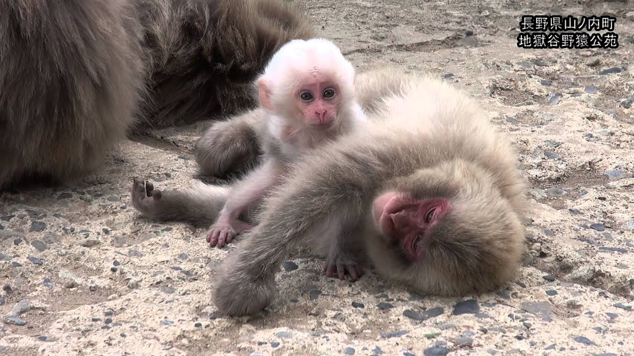 地獄谷野猿公苑20150614