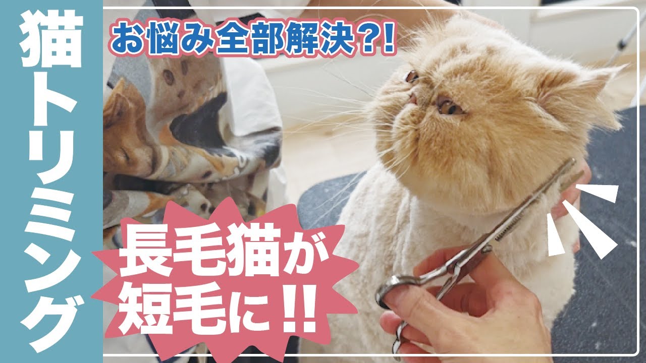 【猫トリミング】長毛猫が短毛猫に大変身？！[毛玉]や[抜け毛]いろんな悩みも全部解決！！
