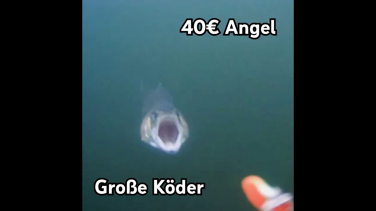 40&euro; Lidl Angel und gro&szlig;e K&ouml;der mit der Baitcaster am Forellensee #angeln #baitcaster #forellenangeln