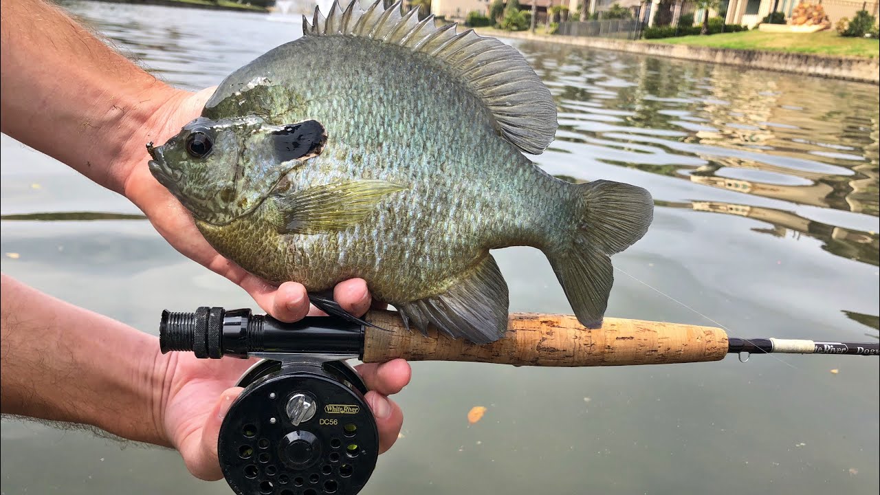 Fly Fishing for Huge Bluegill!