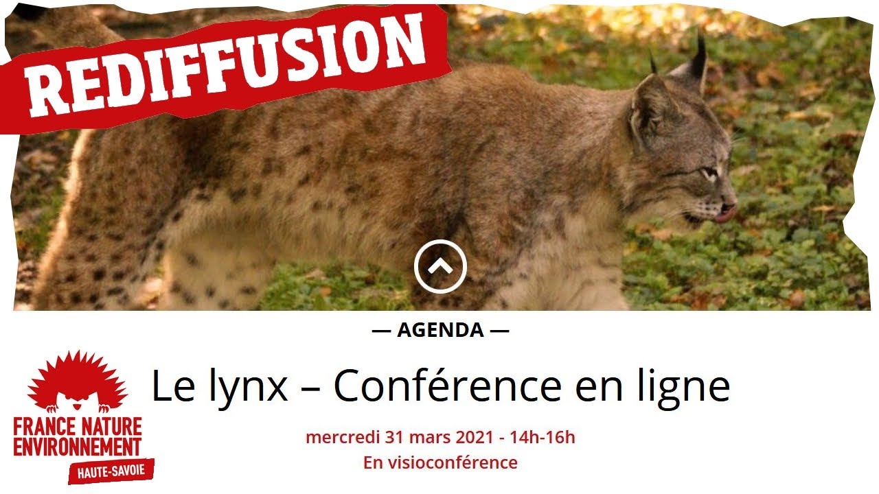 Lynx en Haute-Savoie - Rediffusion de la visioconférence du 31/03/2021 par Christophe Gilles