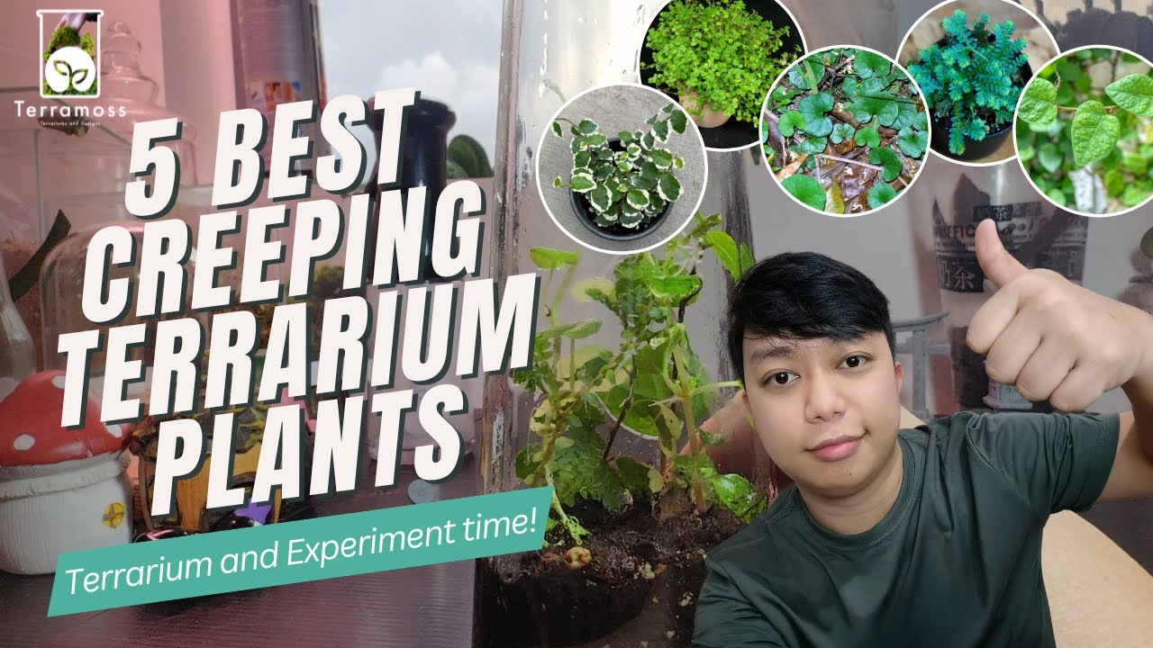 TOP FIVE MOST RELIABLE CREEPING PLANTS For Your Terrarium!