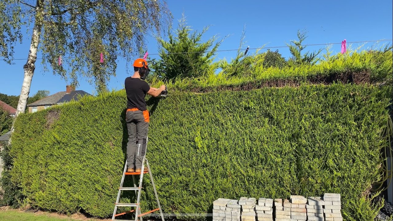 Reducing the HEIGHT Of a CONIFER Hedge! Trimming and Clean up!