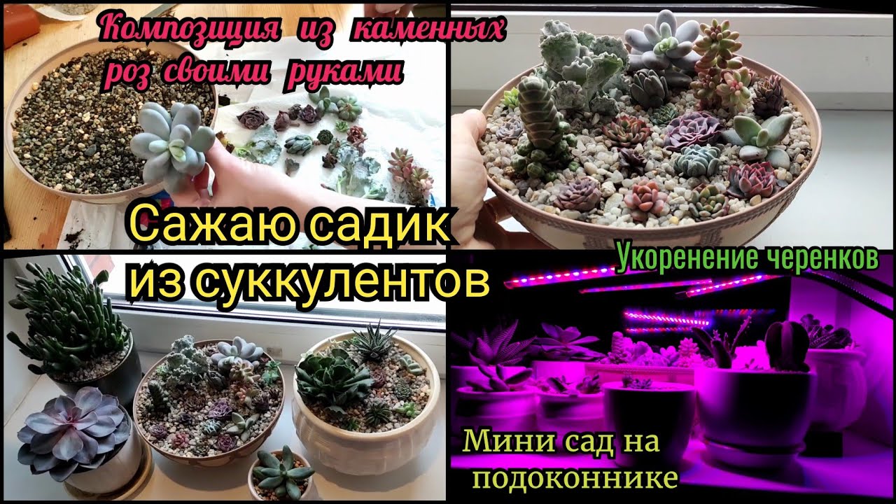Сажаю садик из суккулентов.Мини сад на подоконнике. Эхеверии (Эчеверия), крассула, пахифитум.