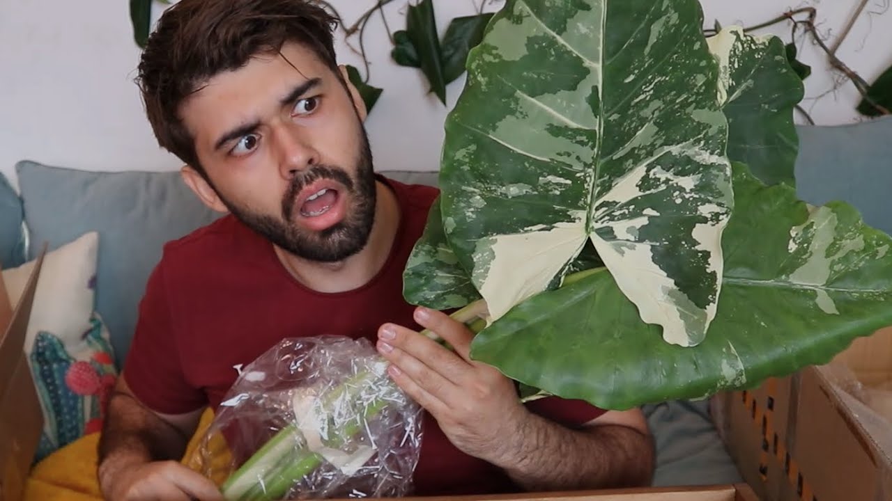 HUGE Aroid Plant Import from Ecuador - Anthurium + Philodendron + Alocasia