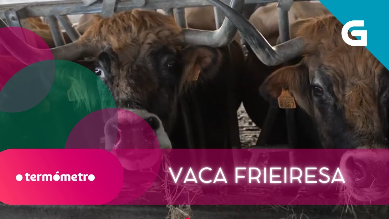 🐄 FRIEIRESA: a nosa RAZA máis ESCASA