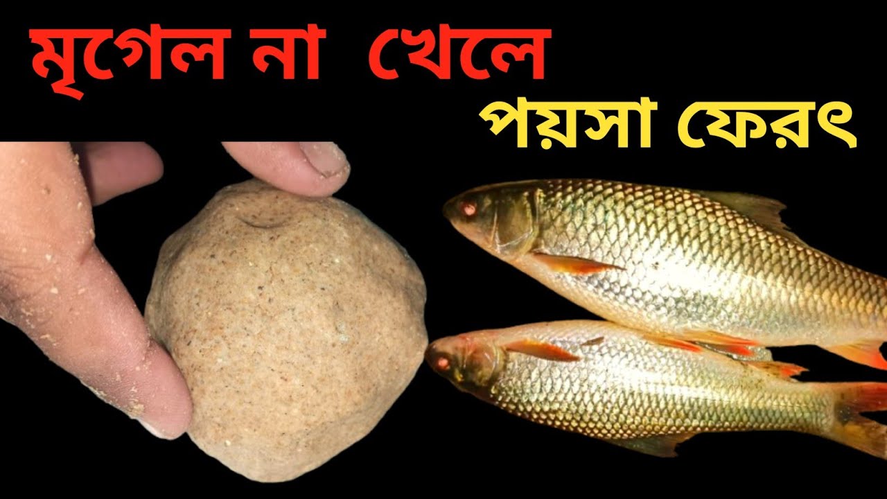 মৃগেল মাছ ধরার নিয়ম || মিরকা মাছ ধরার টোপ ||  Mrigal Fish Bait ||