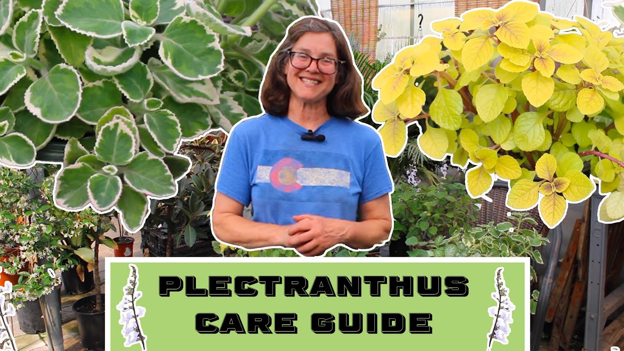 Plectranthus Care Guide