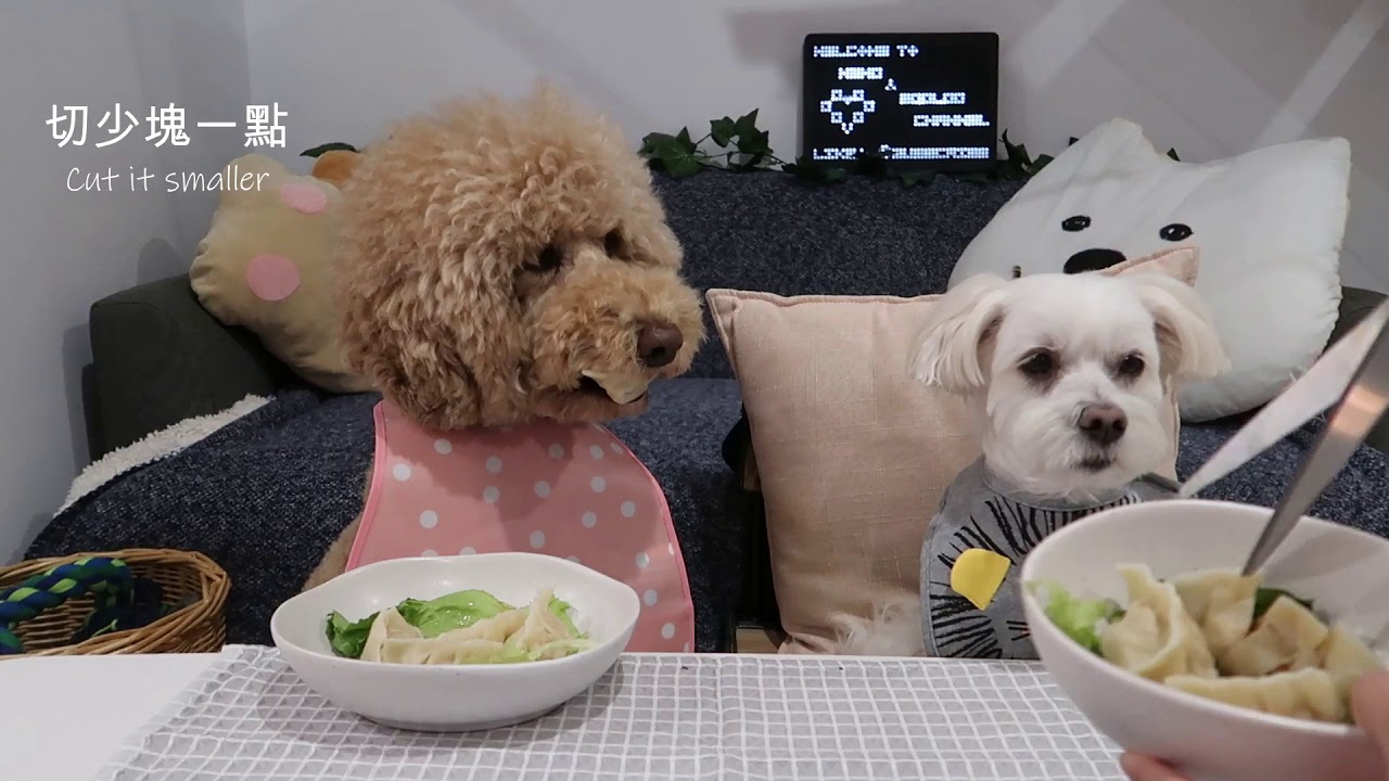 【Nemo&Gooloo】[II] Dog Meals 狗狗鮮食 料理 ︱ Dumplings 餃子