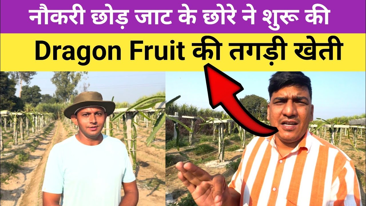 नौकरी छोड़ जाट के छोरे ने शुरू की Dragon Fruit की तगड़ी खेती | Bittu Dragon Fruit Titavi 