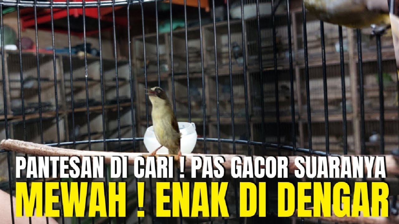 PANTESAN DI CARI BURUNG KECIL INI ! KALAU SUDAH GACOR SUARANYA MEWAH ! ENAK DI DENGAR