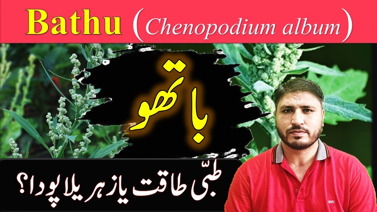 Bathu plant | Bathua Benefits | Chenopodium album 