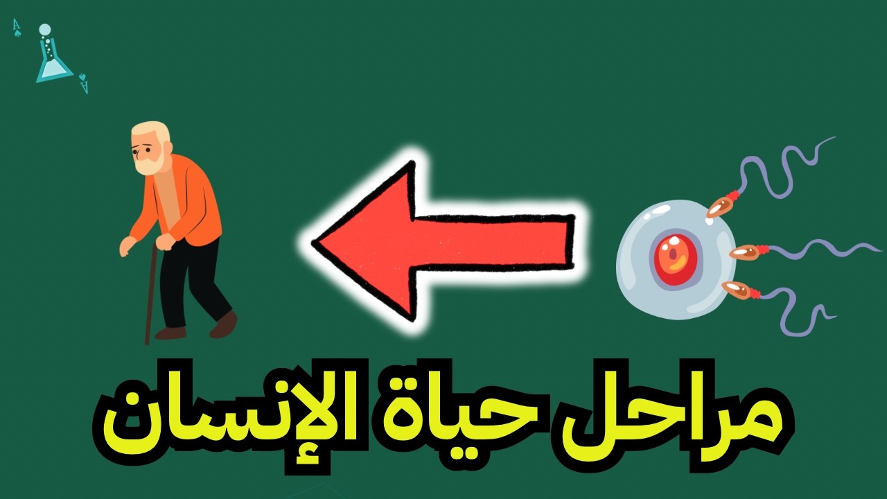 مراحل حياة الإنسان | علوم الصف ثاني متوسط