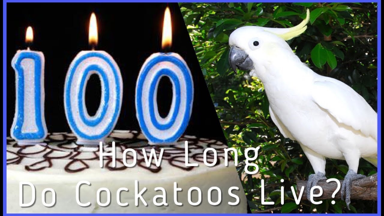 How Long Do Cockatoos Live?