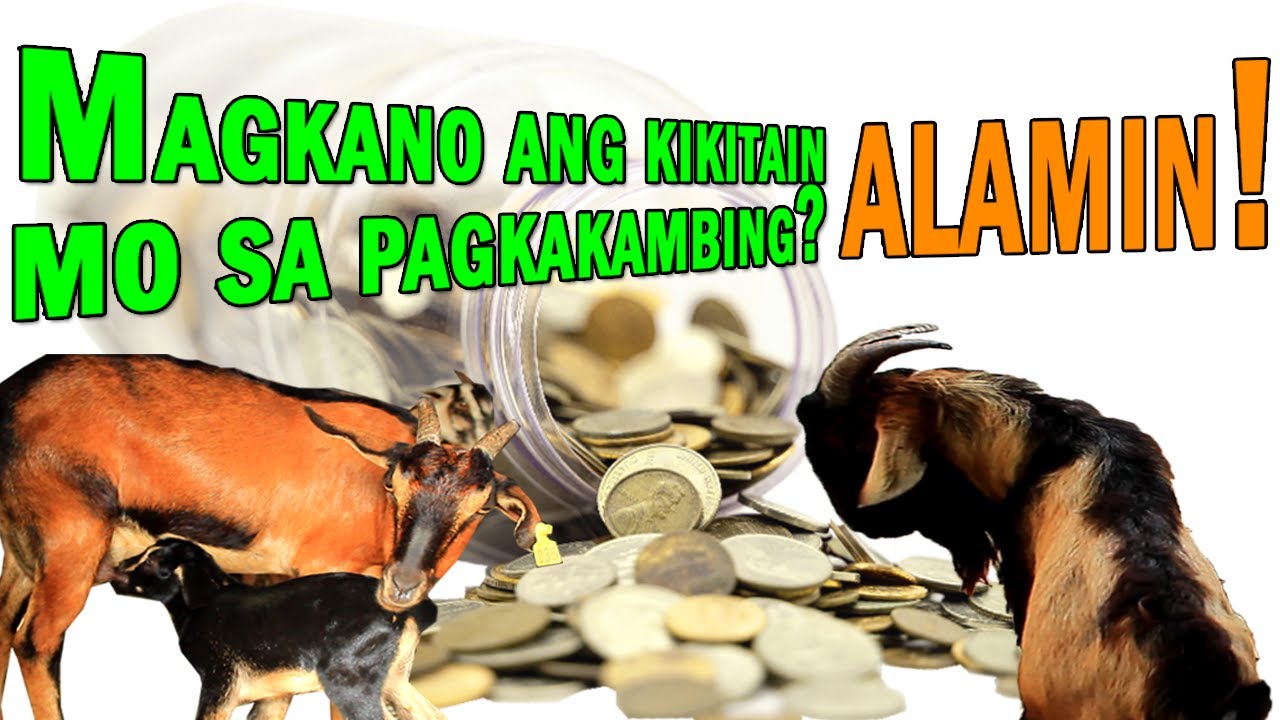 MAY KITA BA SA PAGKAKAMBING?