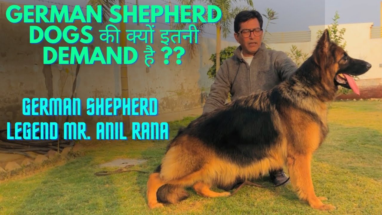 German Shepherd Dogs की क्यों इतनी Demand है ? 😱 Full interview Mr Anil Rana. King GSD 🤴